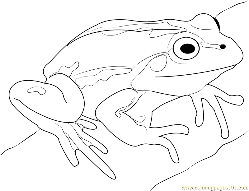 Cute frog coloring page for kids