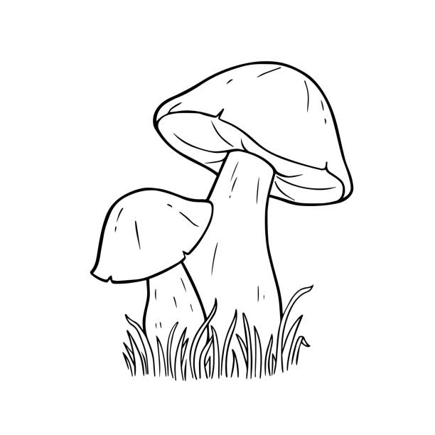 Mushroom coloring pages stock illustrations royalty