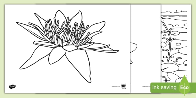 Water lilies colouring page