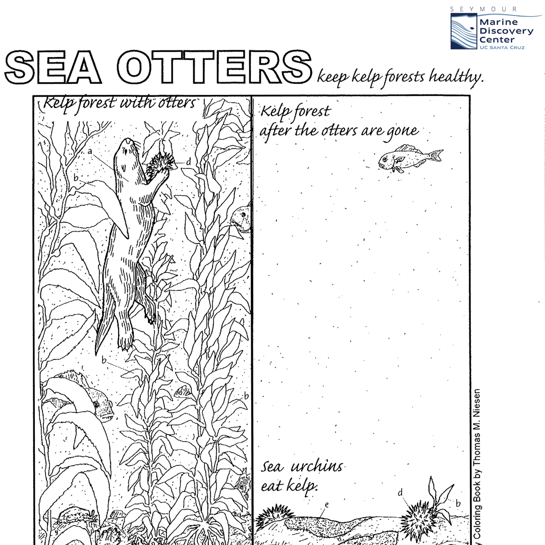 Seymour marine discovery center on x seaotters are a keystonepredator keeping kelpforest ecosystems in balance by dining on urchins explore the effects of sea otters on kelp forests with our printable sea