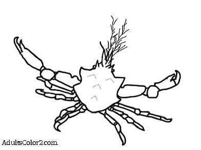 Crab coloring page cantankerous crustaceans