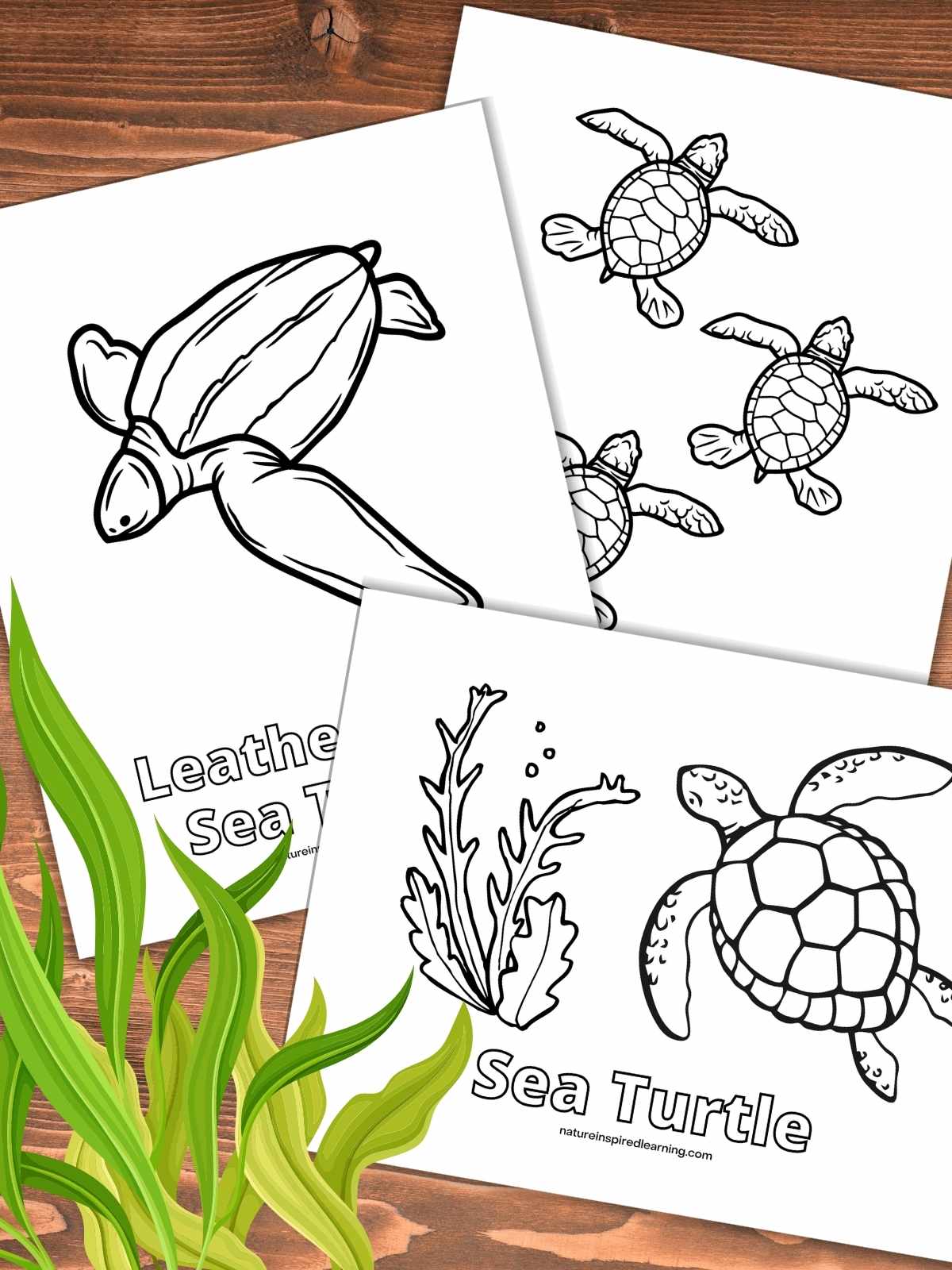 Beautiful sea turtle coloring pages