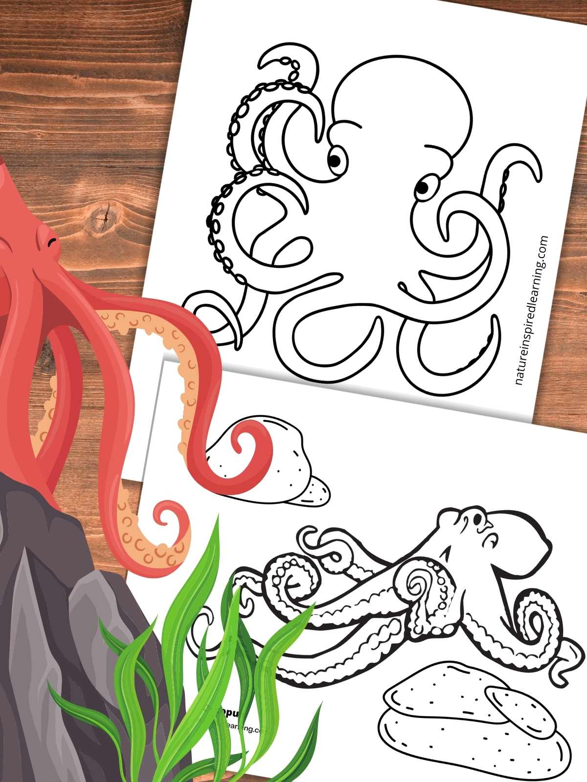 Octopus coloring pages