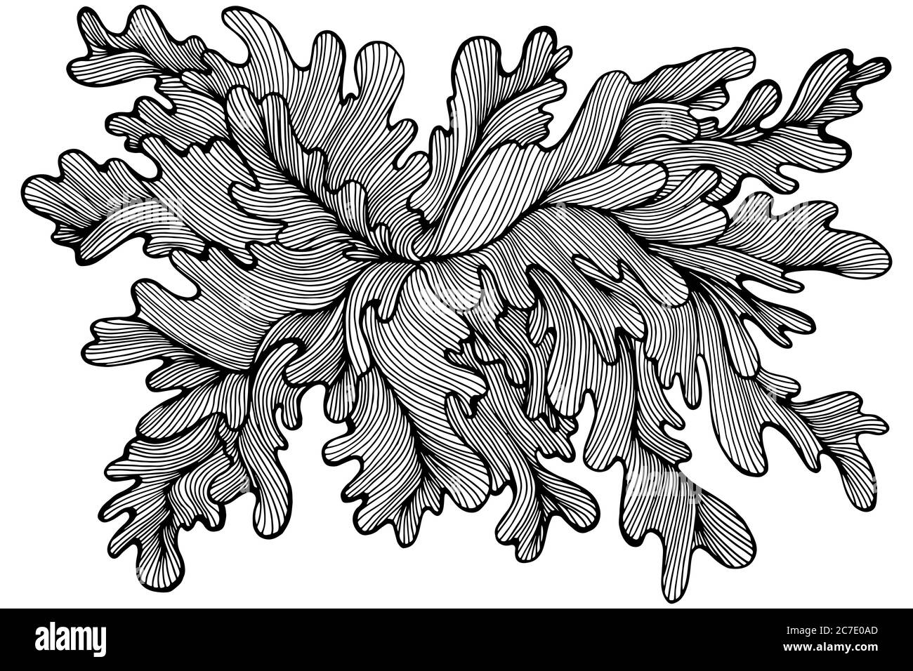 Decorative seaweed drawing coloring page elegant abstract plant pattern stock vector image art