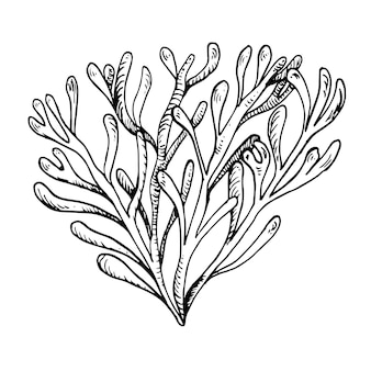 Page kelp images