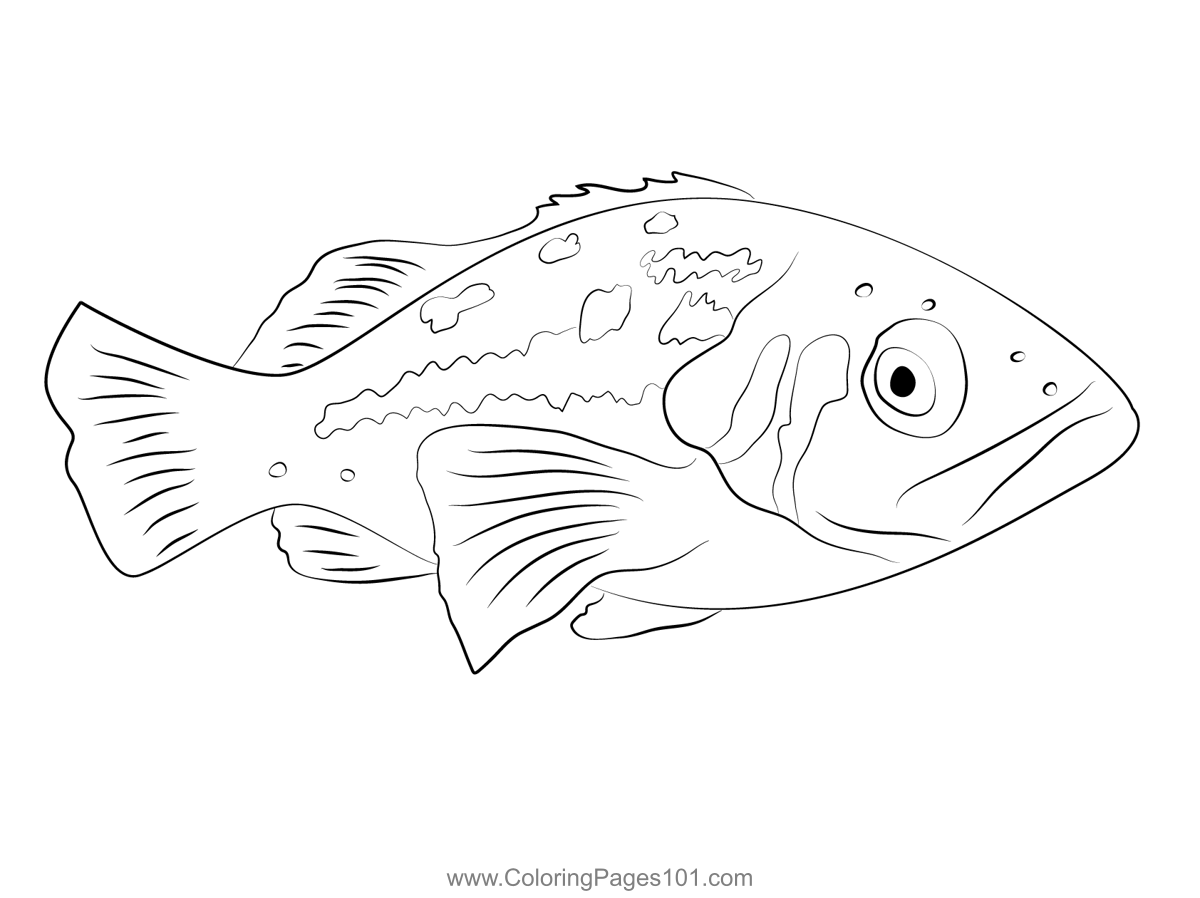Kelp bass coloring page for kids