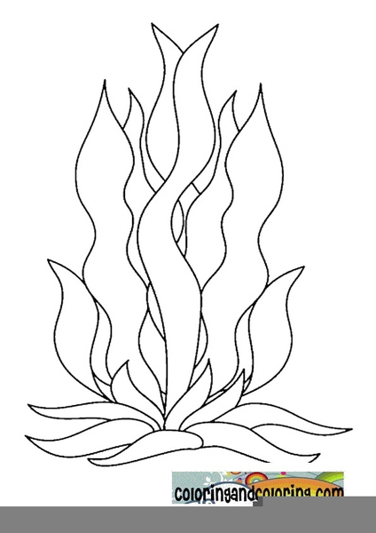 Kelp coloring pages free images at