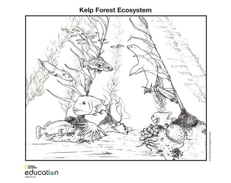 Coloring pages national geographic society coloring pages kelp forest adult coloring pages