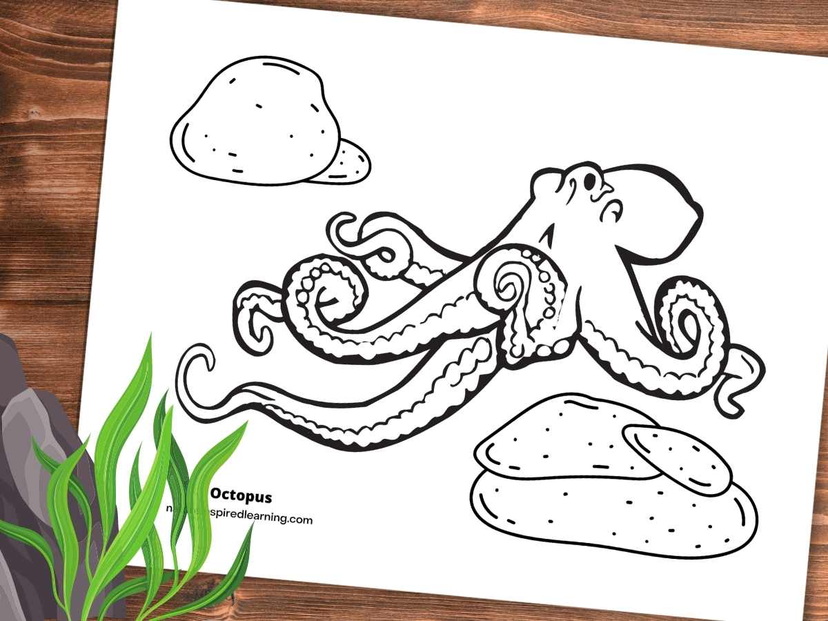 Octopus coloring pages