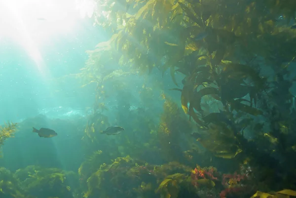 The nation finding peace underwater