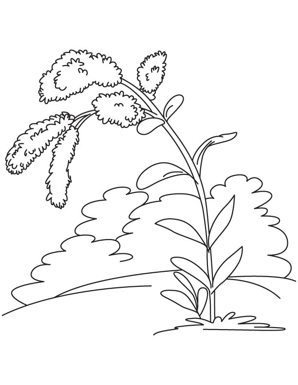 Kentucky state flower goldenrod coloring page download free kentucky state flower goldenrod coloring page for kids best coloring pages