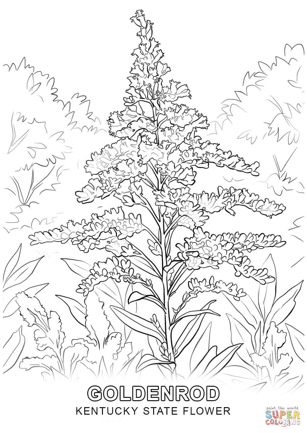 Kentucky state flower coloring page free printable coloring pages