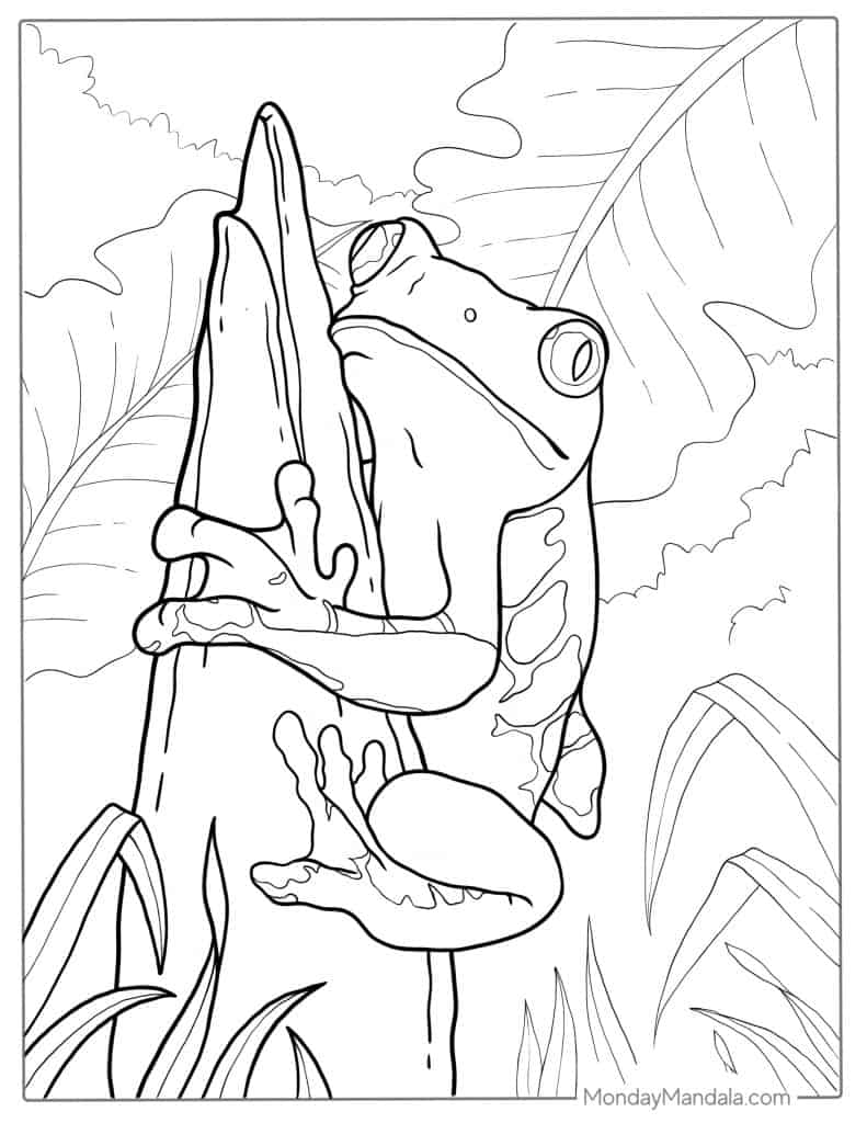 Frog coloring pages free pdf printables