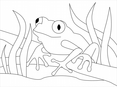 Tree frog coloring page free printable coloring pages