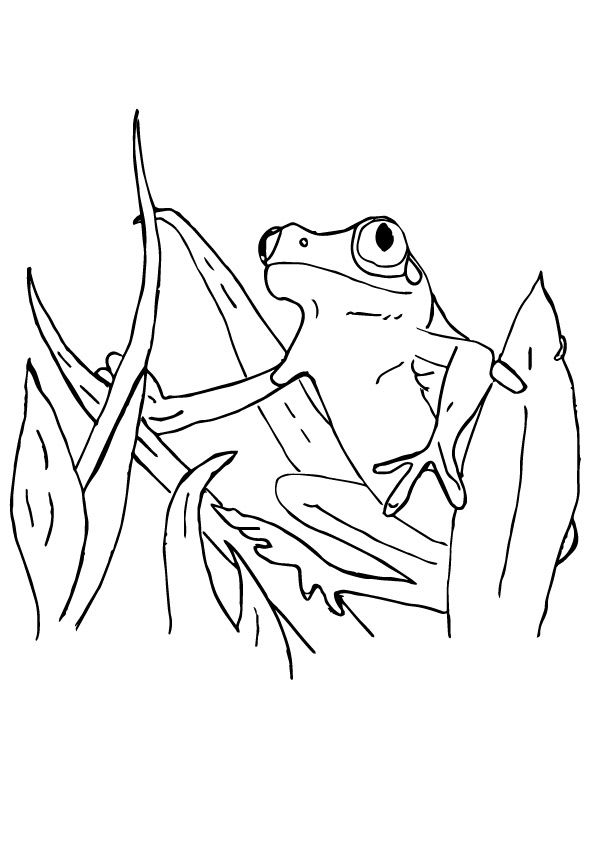 Kermit coloring page frog coloring pages coloring pages red eyed tree frog