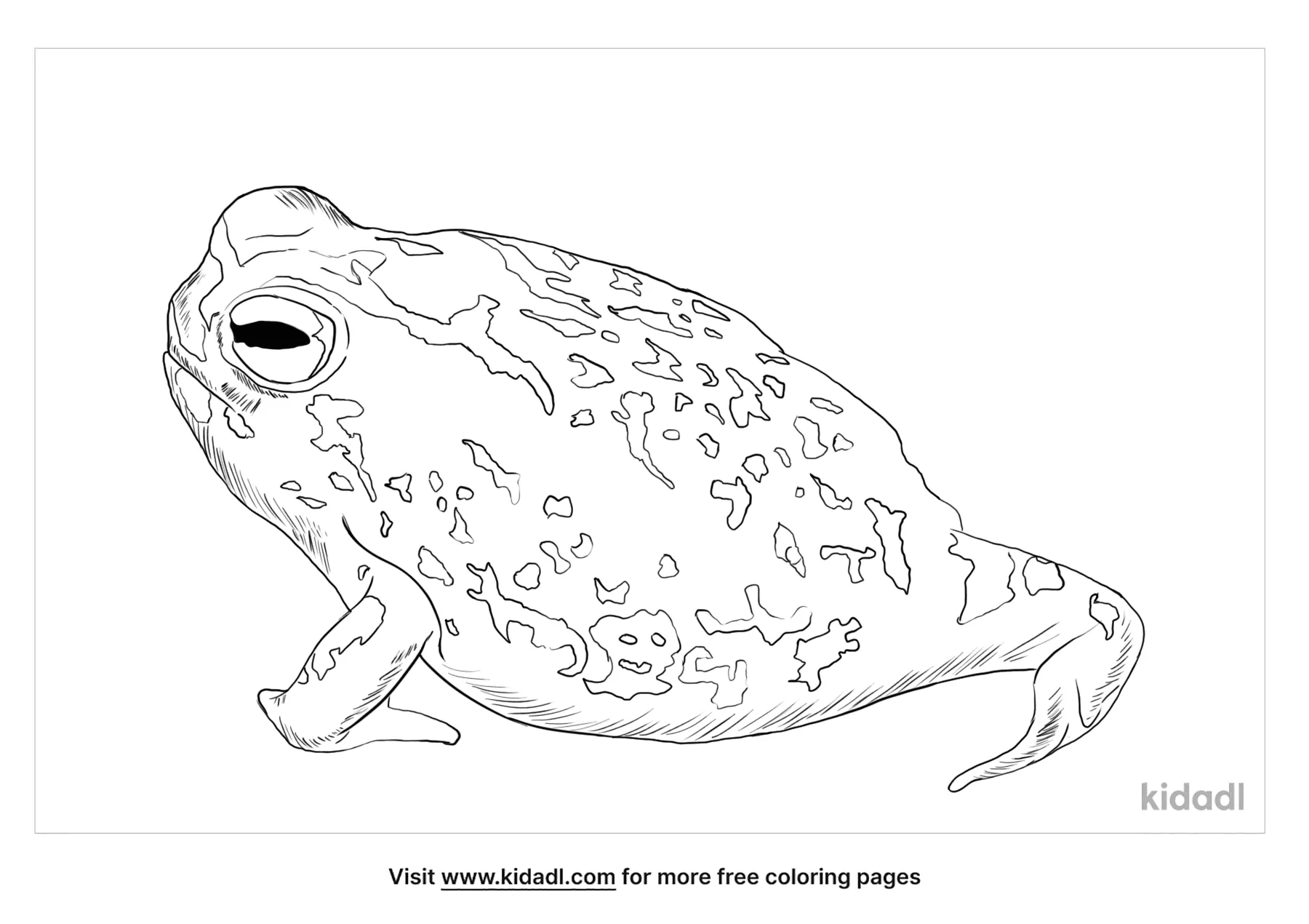 Free desert rain frog coloring page coloring page printables