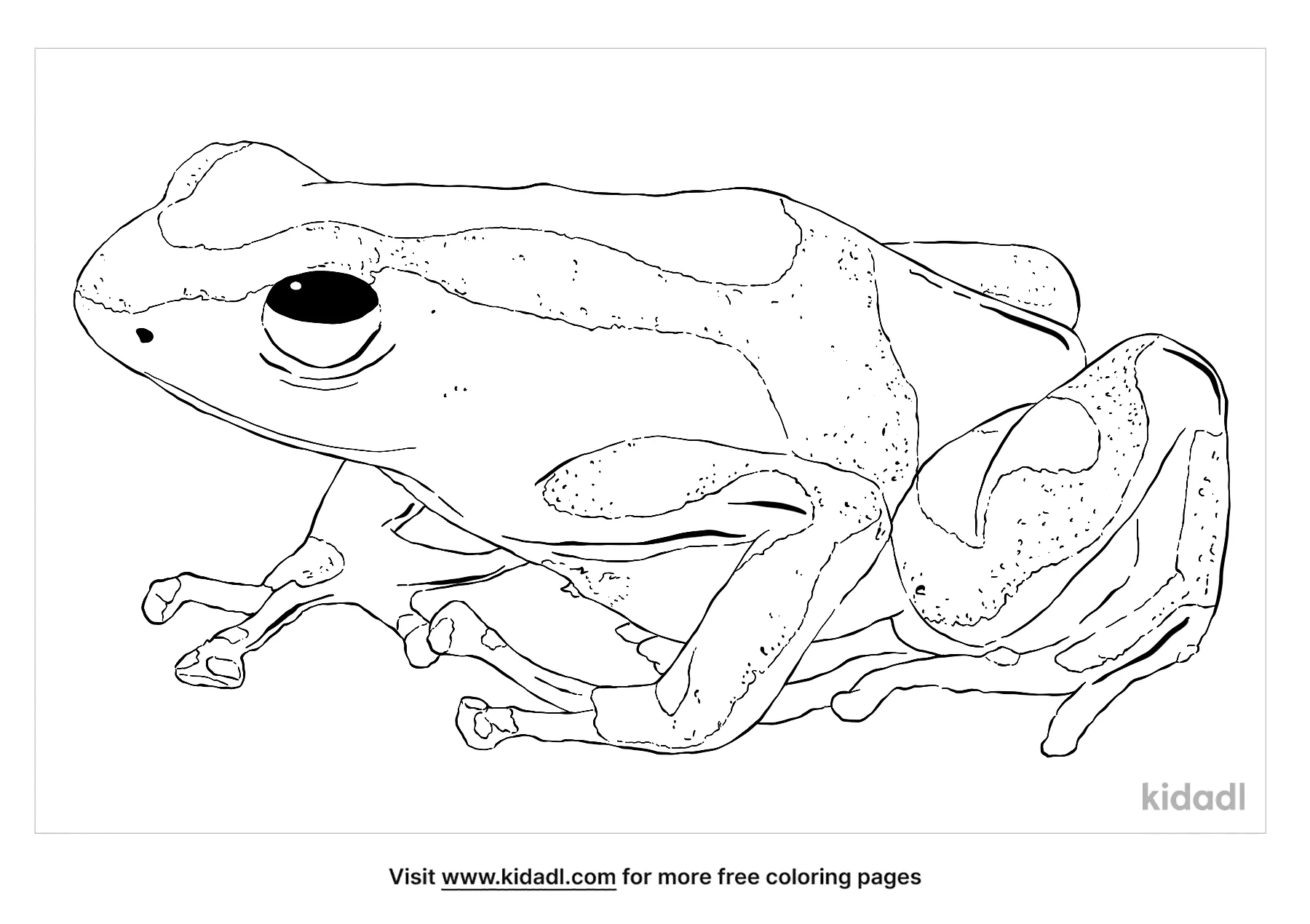 Free green and black poison dart frog coloring page coloring page printables