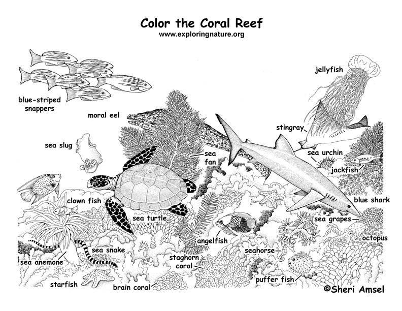 Coral reef labeled coloring page