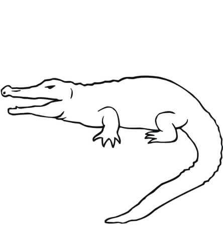 Croc coloring page free printable coloring pages