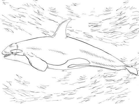 Killer whale orca coloring page free printable coloring pages