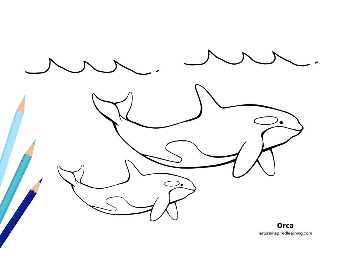 Orca coloring pages for kids