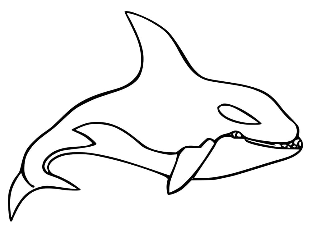 Killer whale orca malvorlagen