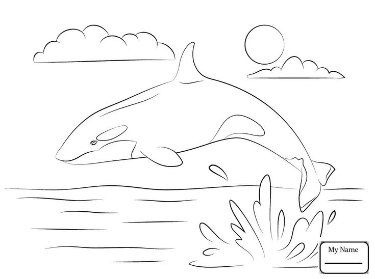 Wonderful image of orca coloring pages