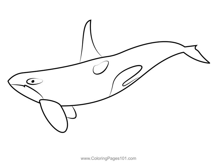 Killer whale coloring page whale coloring pages coloring pages killer whales