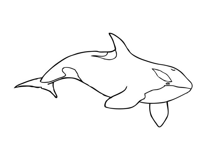 The amazing whale coloring pages pdf to print whale coloring pages killer whales shark coloring pages