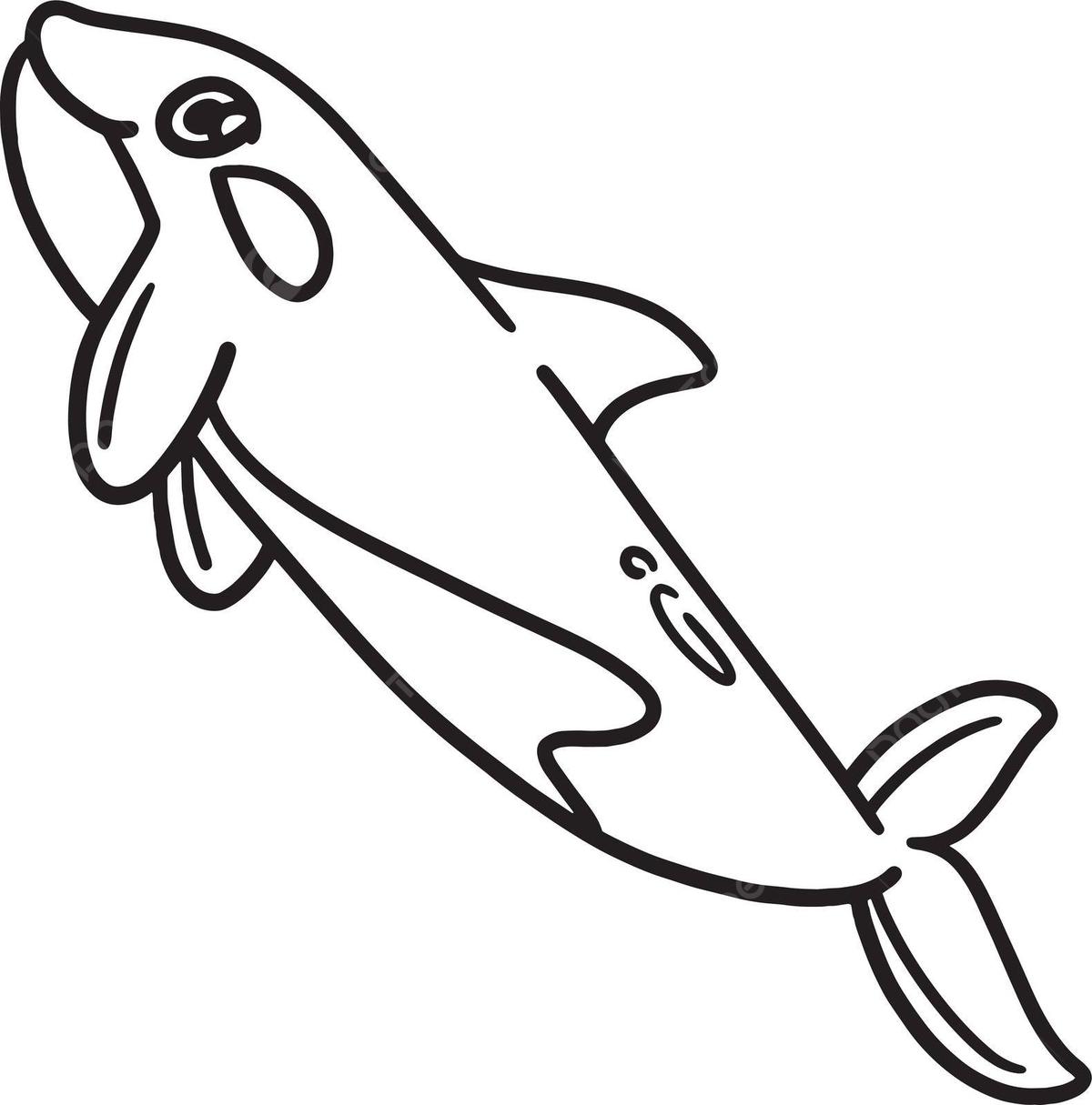 Killer whale isolated coloring page for kids colouring page water coloring book vector colouring page water coloring book png and vector with transparent background for free download