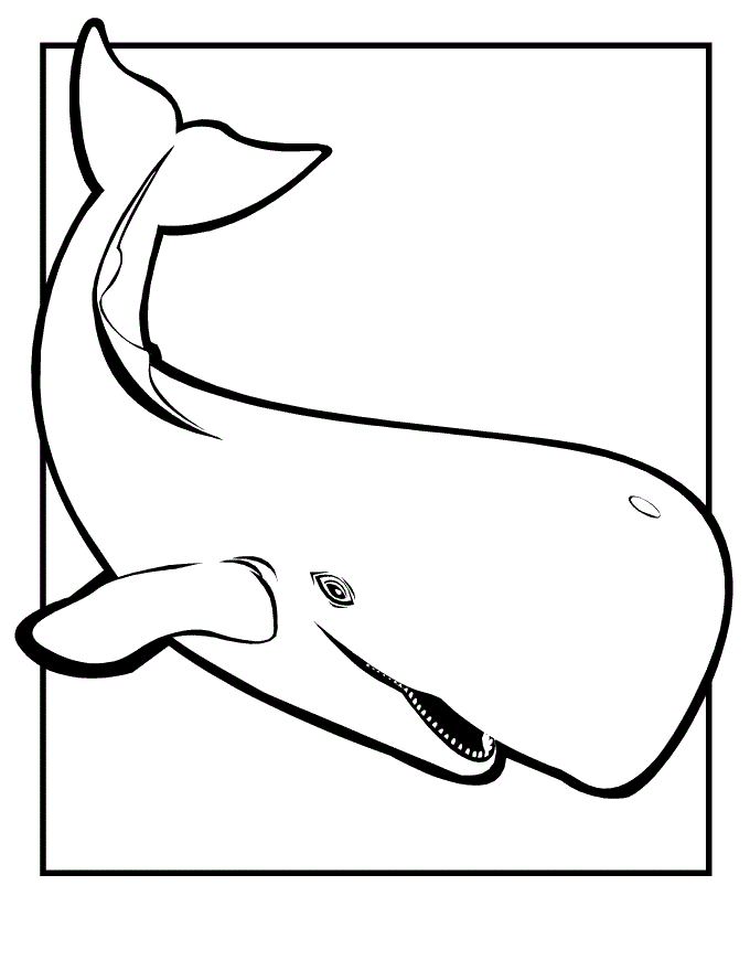 Free printable whale coloring pages for kids