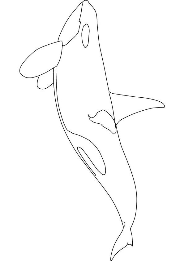 Explore the beauty of orca with printable coloring pages