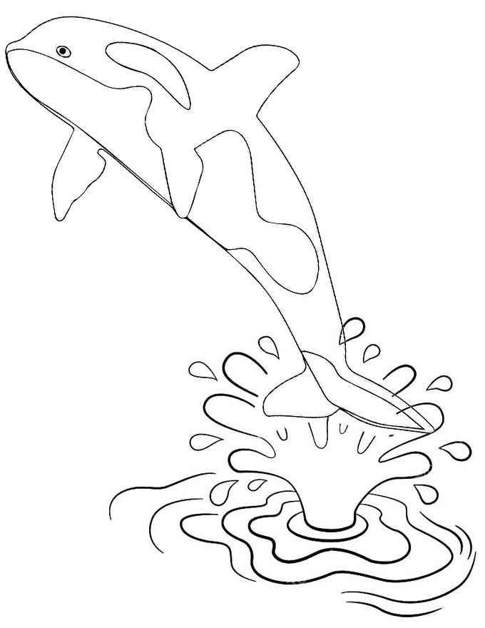 Adorable killer whale coloring pages for kids whale coloring pages coloring pages coloring pages for kids