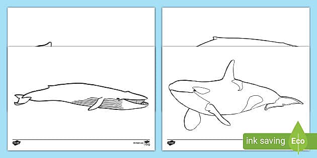 Whale outline colouring sheets teacher made