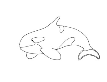 Orca coloring page by mama draw it tpt