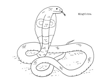 King cobra coloring page by mama draw it tpt