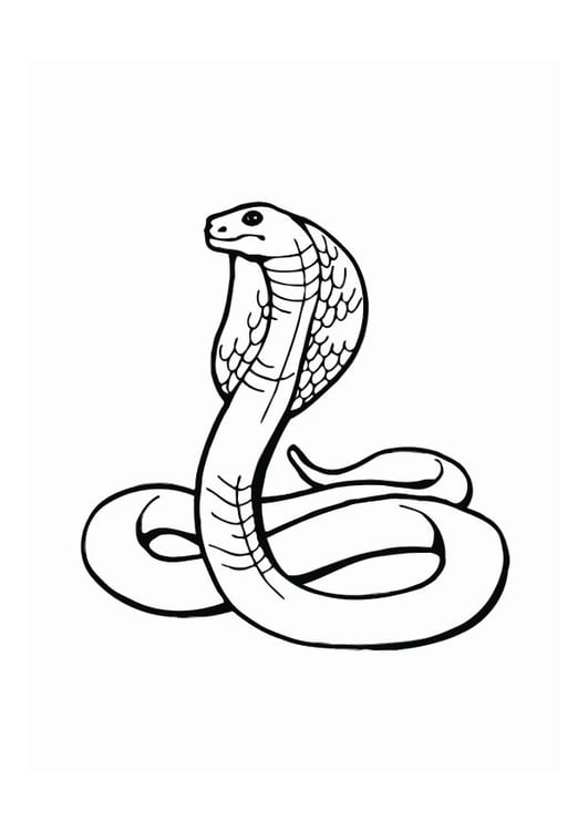 Coloring page cobra