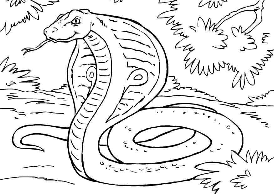 Coloring page snake