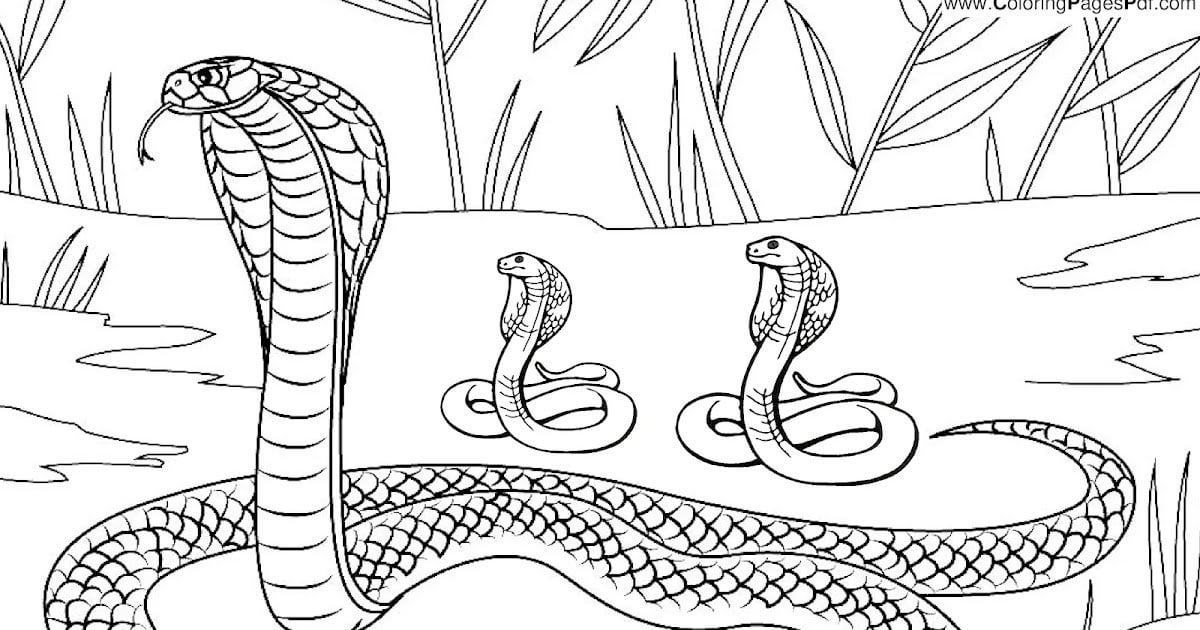 Best snake coloring pages rcoloringpagespdf