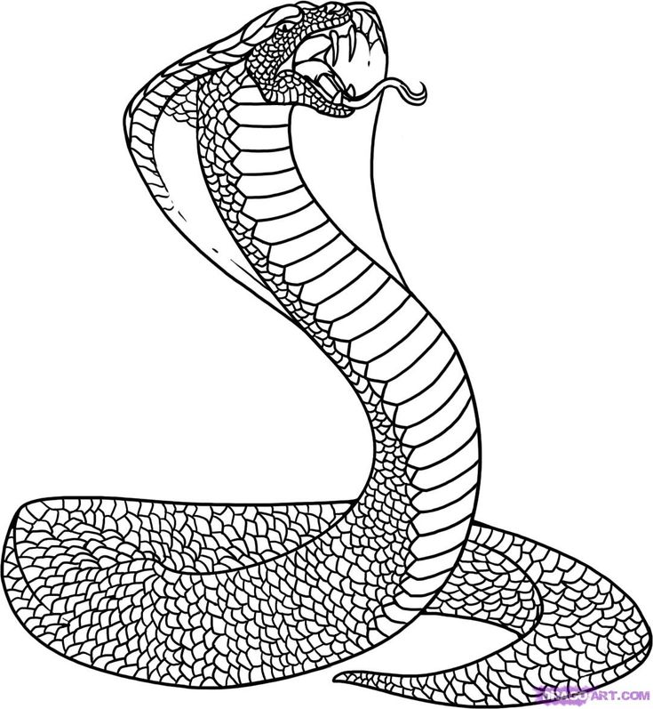 Snake coiling snake coloring pages king cobra snake coloring pages