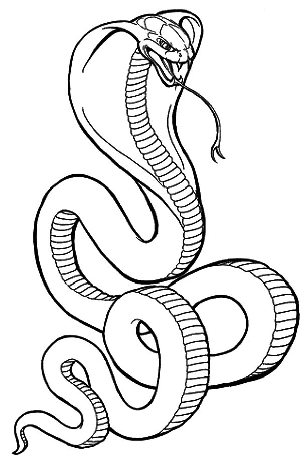 Free king cobra coloring page download free king cobra coloring page png images free cliparts on clipart library