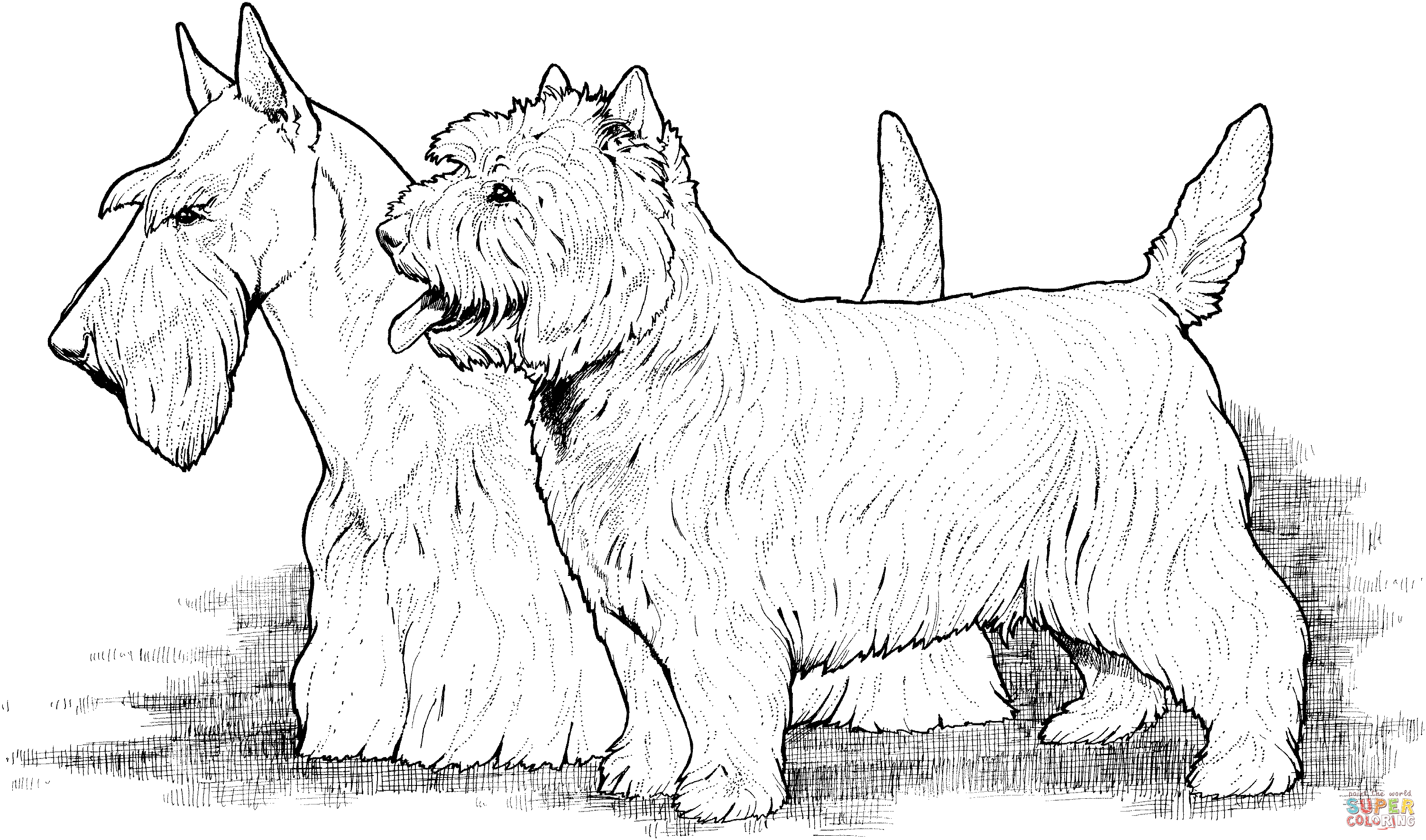 Scottish and west highland terriers coloring page free printable coloring pages