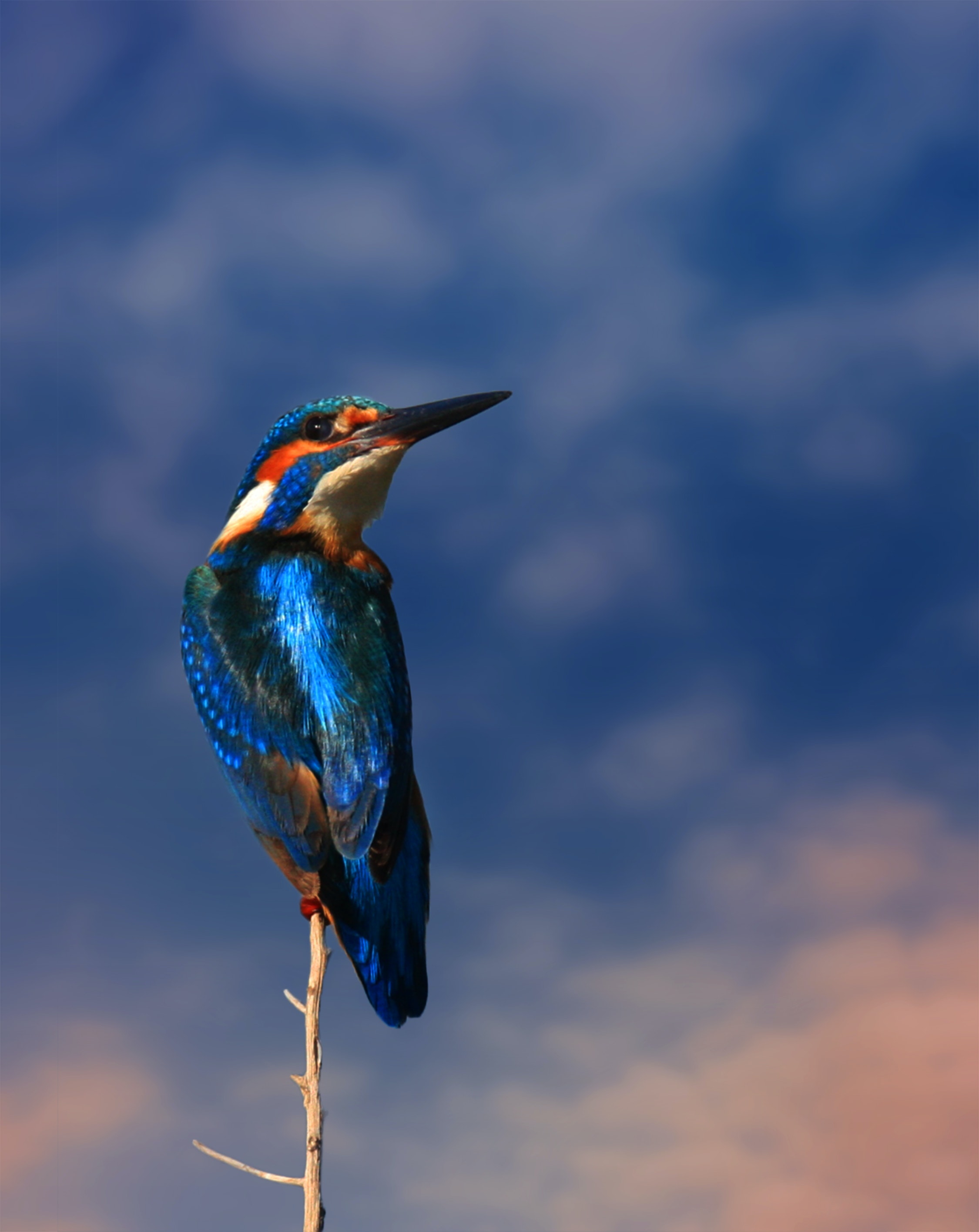 Download Free 100 + kingfisher bird Wallpapers