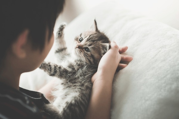 Boy kissing cat royalty