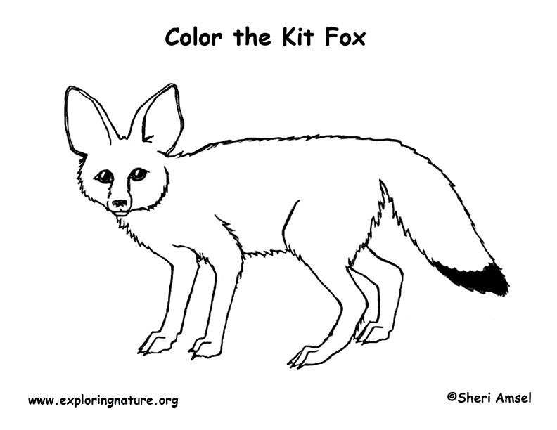 Fox kit coloring page