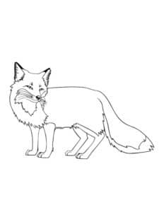 Fox coloring pages âï free coloring pages