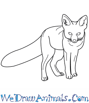 How to draw a kit fox