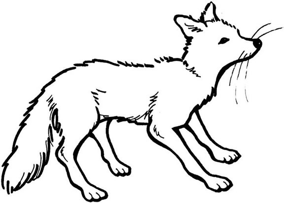 Fox colouring pages for kids animal corner