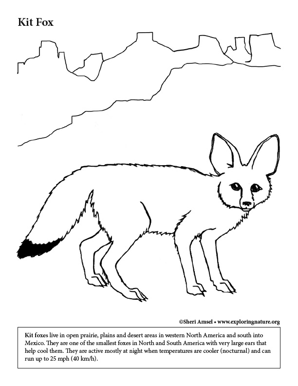 Desert kit fox coloring page