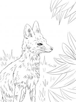 Kit fox portrait coloring page super coloring ð ðñðºñðñðºð ñ ñðððð ð ðñðºñðñðºð ððñññðµñ